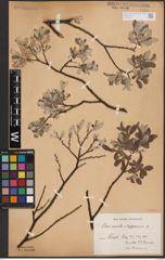 Foto von Salix aurita L. x Salix lapponum L.